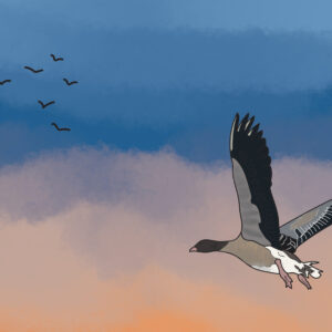 Something Told the Wild Geese
